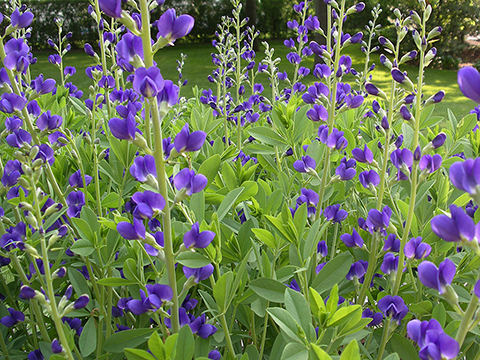 Baptisia australis